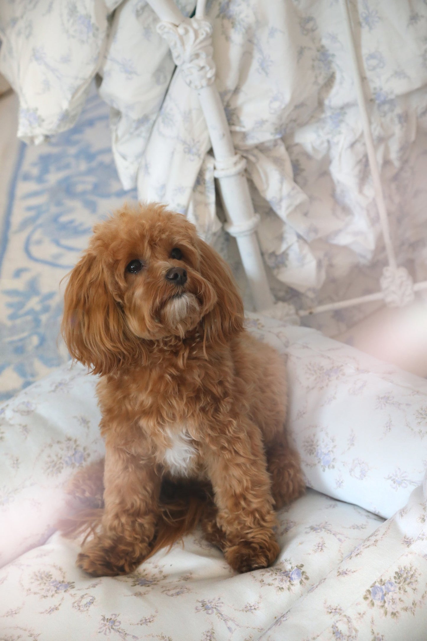 Printed Dog Bed
